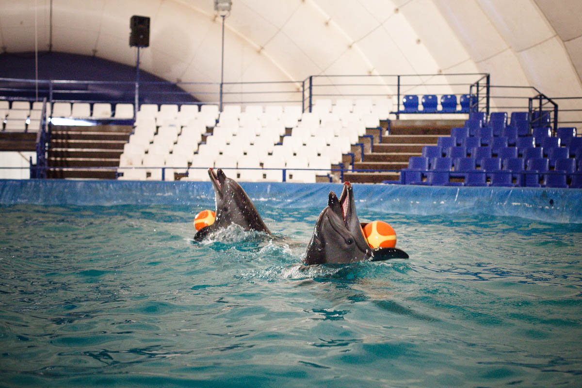 Шоу морских котиков кемерово. Морские котики Казань бассейн. Морские котики в Новокузнецке. Морской котик Новочеркасск бассейн. Шоу морских котиков в Новокузнецке.